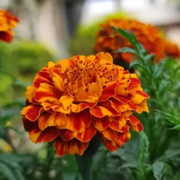 French_Marigold_Red_Red_For_Home_Garden