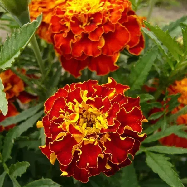 French_Marigold_Red_Red_For_Home_Garden