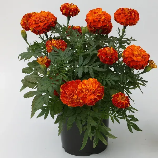French_Marigold_Red_Red_For_Home_Garden