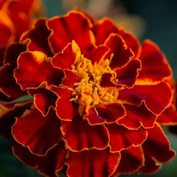 French_Marigold_Red_Red_For_Home_Garden
