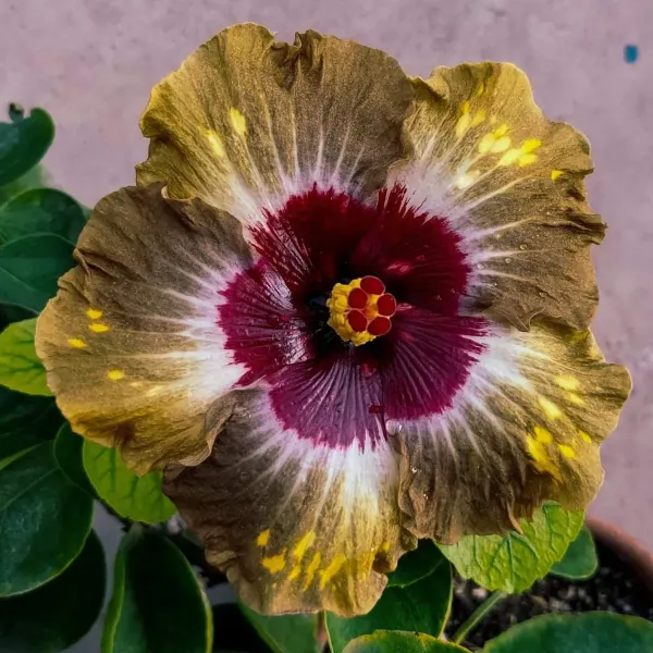 American_Variety_Hibiscus_Flower_Plant