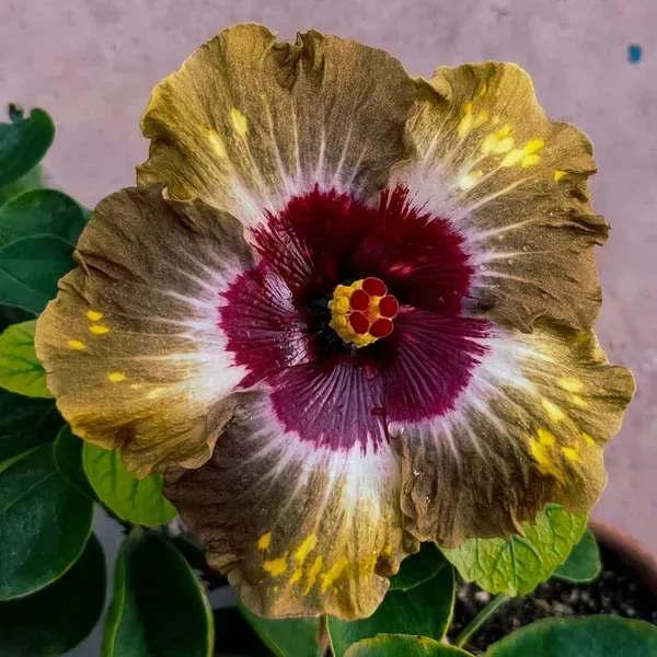 American_Variety_Hibiscus_Flower_Plant