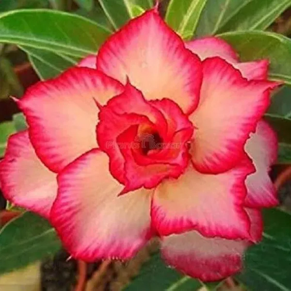 Adenium_Flower_Plants_Combo_Pack_Of_4
