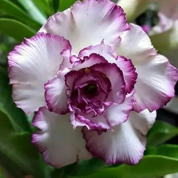 Adenium_Flower_Plants_Combo_Pack_Of_4