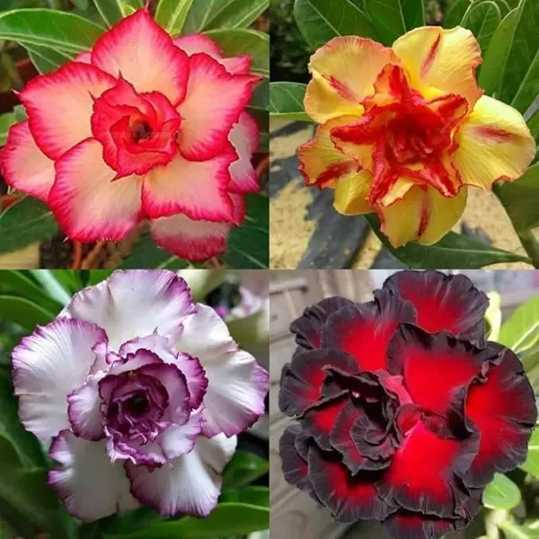 Adenium_Flower_Plants_Combo_Pack_Of_4