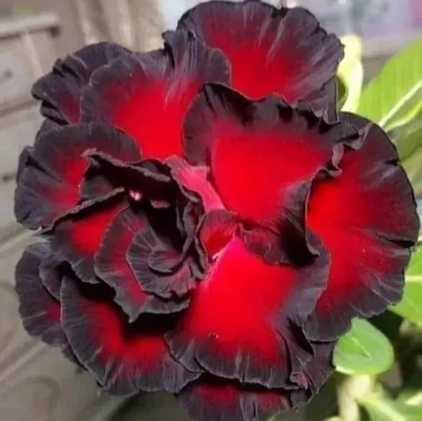 Adenium_Flower_Plants_Combo_Pack_Of_4