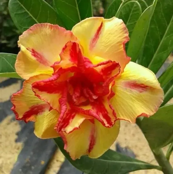 Adenium_Flower_Plants_Combo_Pack_Of_4
