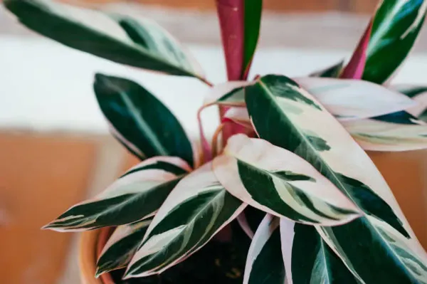 Calathea_Plant_For_Home_Garden