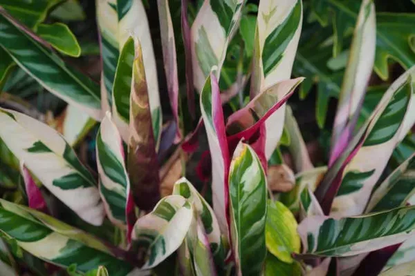Calathea_Plant_For_Home_Garden