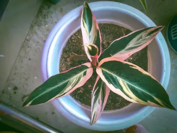 Calathea_Plant_For_Home_Garden