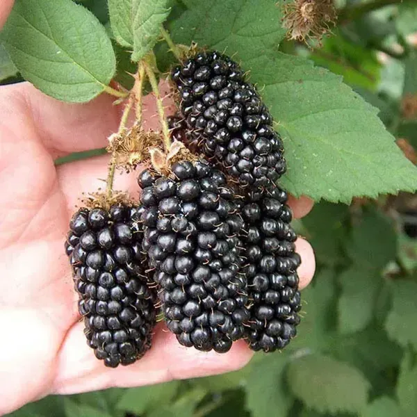 Hybrid_Long_Black_Berry_Fruit_Plant