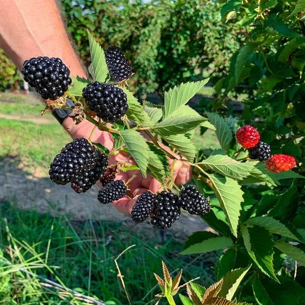 Hybrid_Long_Black_Berry_Fruit_Plant