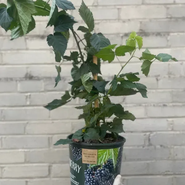 Hybrid_Long_Black_Berry_Fruit_Plant