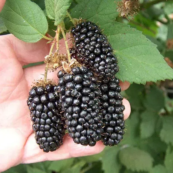 Hybrid_Long_Black_Berry_Fruit_Plant