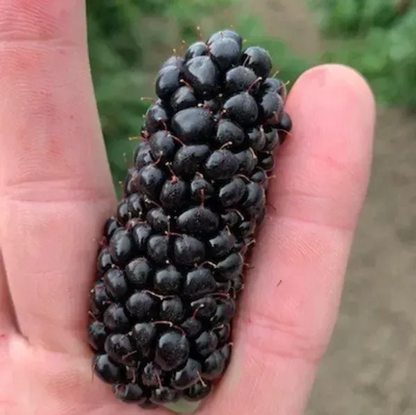 Hybrid_Long_Black_Berry_Fruit_Plant