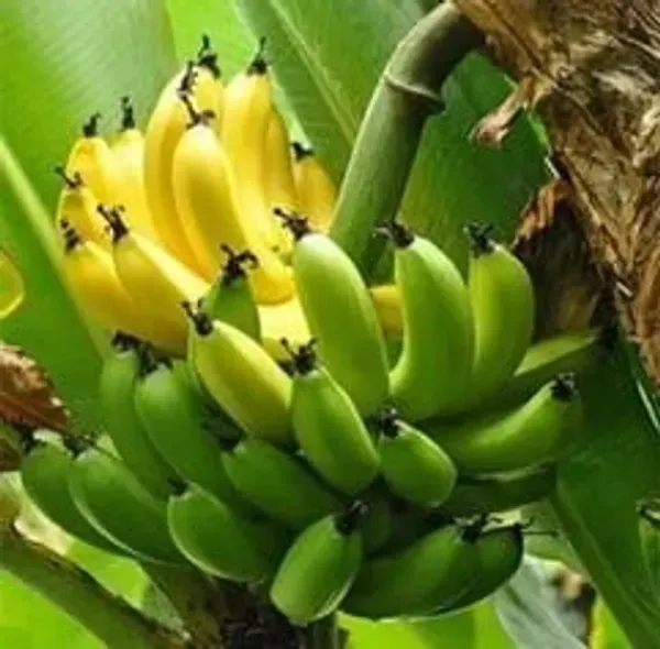 Tissue_Culture_Banana_Fruit_Plant