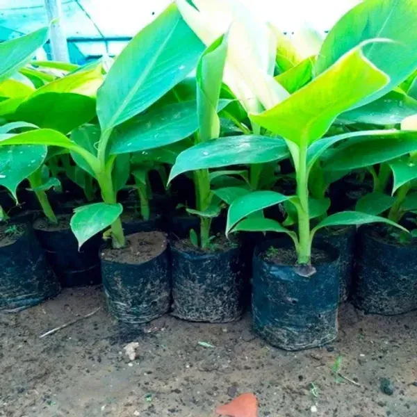 Tissue_Culture_Banana_Fruit_Plant