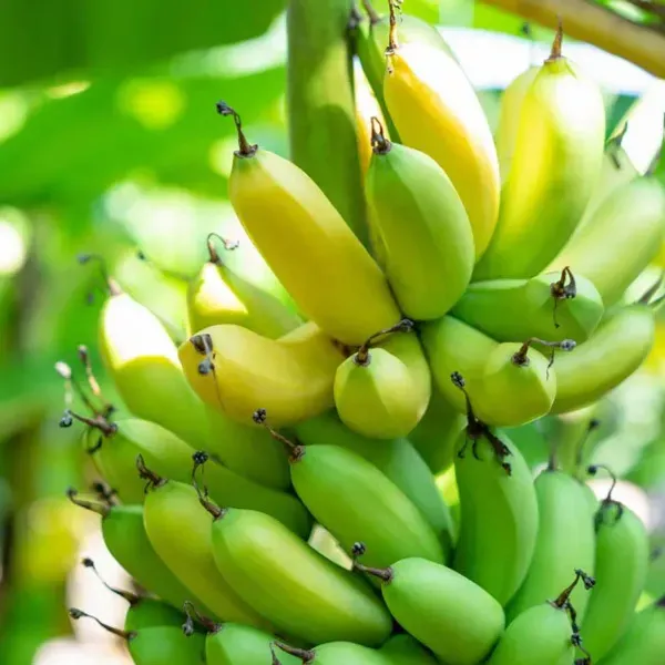 Tissue_Culture_Banana_Fruit_Plant
