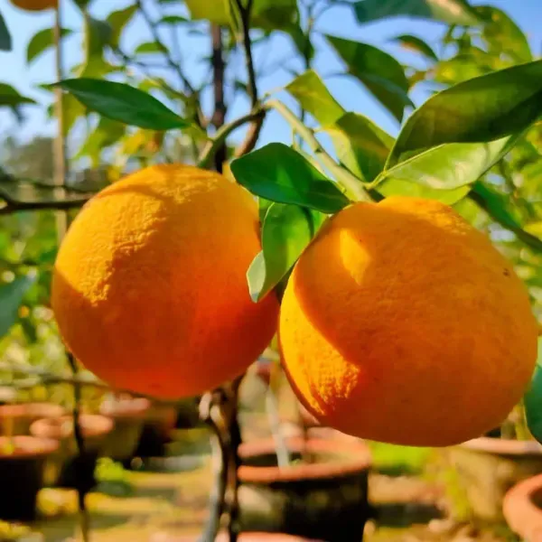 Mysorio_Yellow_Malta_Grafted_Lemon_Fruit_Plant