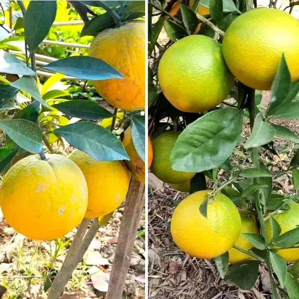 Mysorio_Yellow_Malta_Grafted_Lemon_Fruit_Plant
