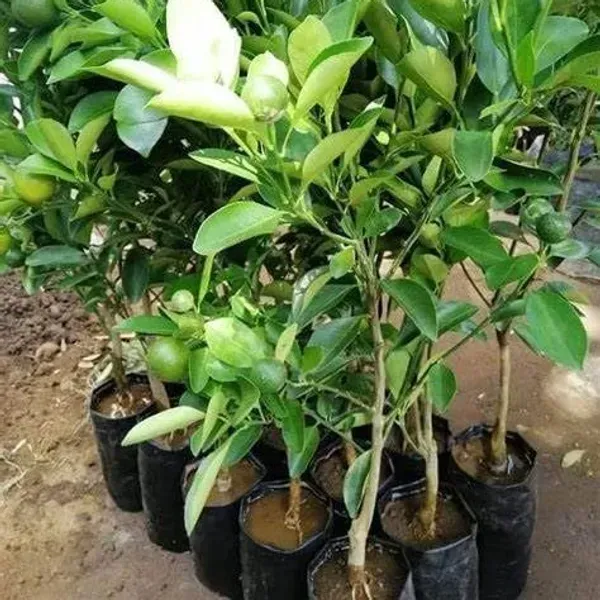 Mysorio_Yellow_Malta_Grafted_Lemon_Fruit_Plant