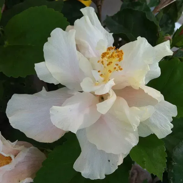 Australian_Thoka_Variety_Hibiscus_Flower_Plant_White
