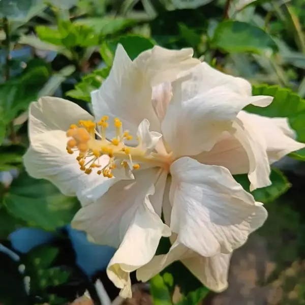 Australian_Thoka_Variety_Hibiscus_Flower_Plant_White