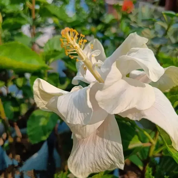 Australian_Thoka_Variety_Hibiscus_Flower_Plant_White