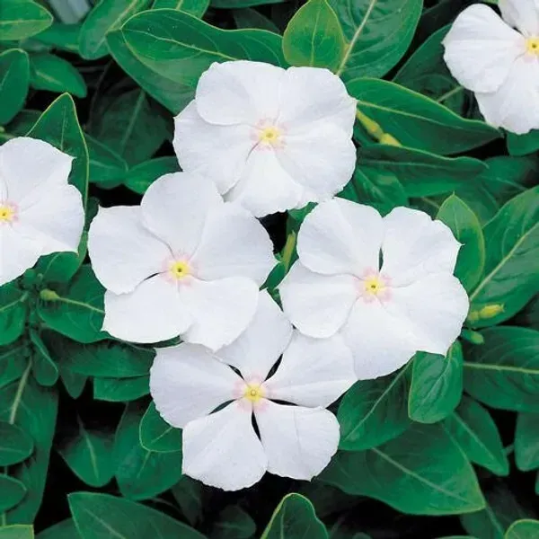 Vinca_Sadabahar_Flower_Plant_White