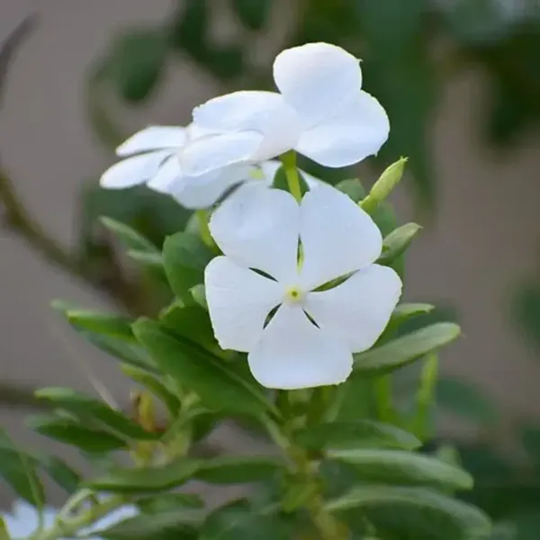 Vinca_Sadabahar_Flower_Plant_White