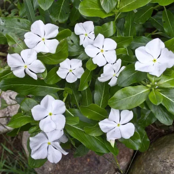 Vinca_Sadabahar_Flower_Plant_White
