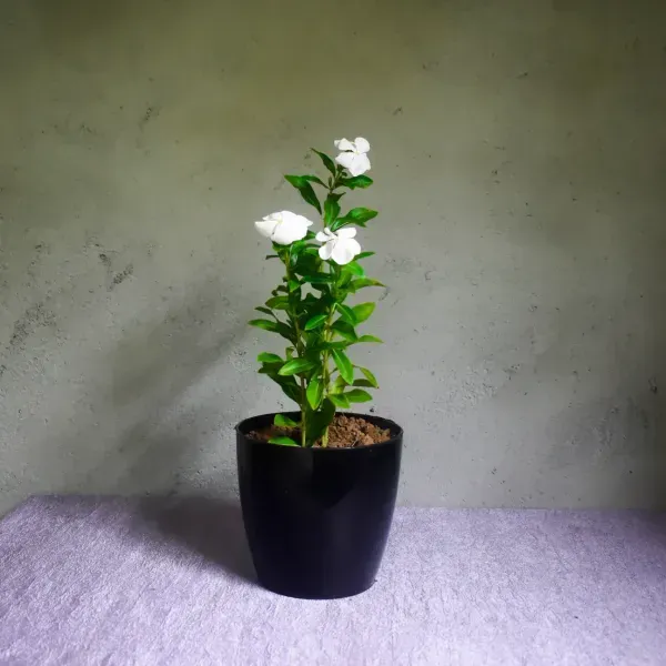 Vinca_Sadabahar_Flower_Plant_White
