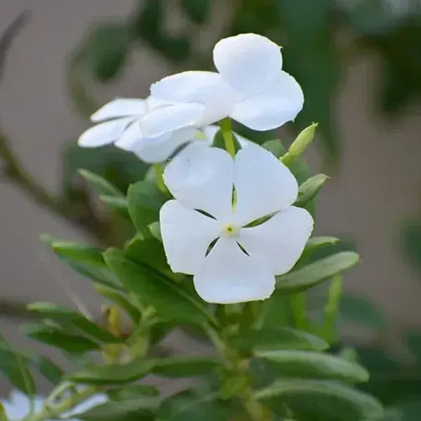 Vinca_Sadabahar_Flower_Plant_White