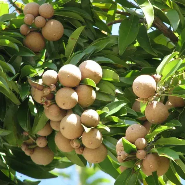 Grafted_Chikoo_Fruit_Plant_For_Home_Garden