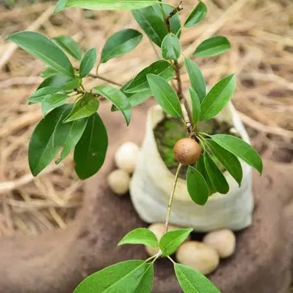 Grafted_Chikoo_Fruit_Plant_For_Home_Garden