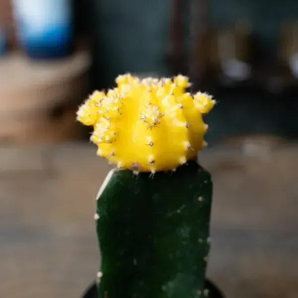 Moon_Cactus_Grafted_Yellow_For_Home_Garden