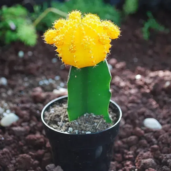 Moon_Cactus_Grafted_Yellow_For_Home_Garden