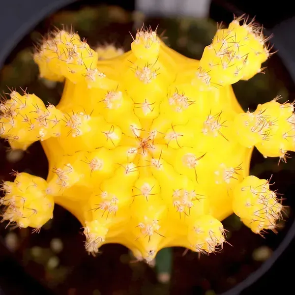 Moon_Cactus_Grafted_Yellow_For_Home_Garden