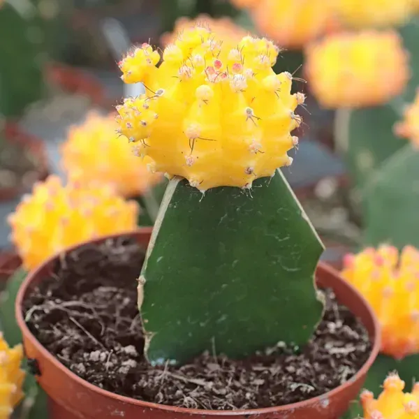 Moon_Cactus_Grafted_Yellow_For_Home_Garden