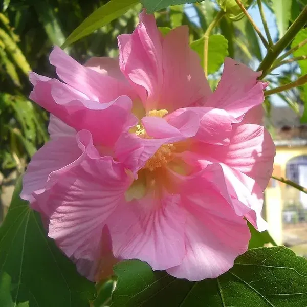 Land_Lotus_Thoka_Variety_Flower_Plant_Pink