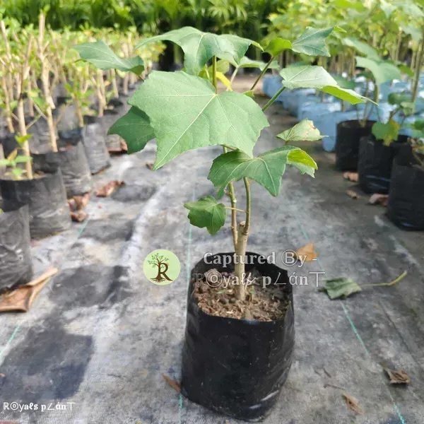 Land_Lotus_Thoka_Variety_Flower_Plant_Pink