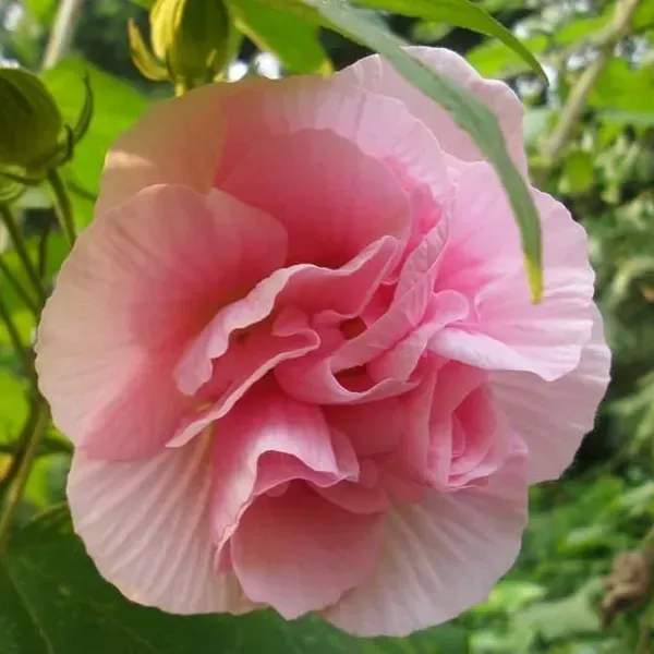 Land_Lotus_Thoka_Variety_Flower_Plant_Pink