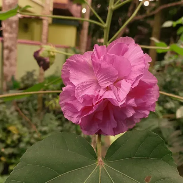 Land_Lotus_Thoka_Variety_Flower_Plant_Pink