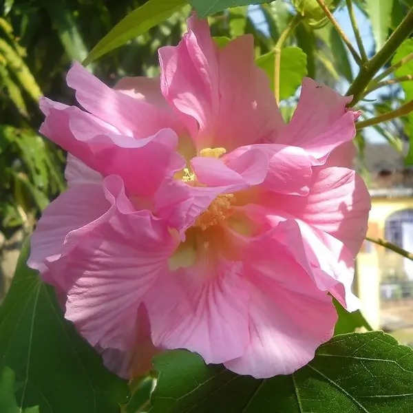 Land_Lotus_Thoka_Variety_Flower_Plant_Pink