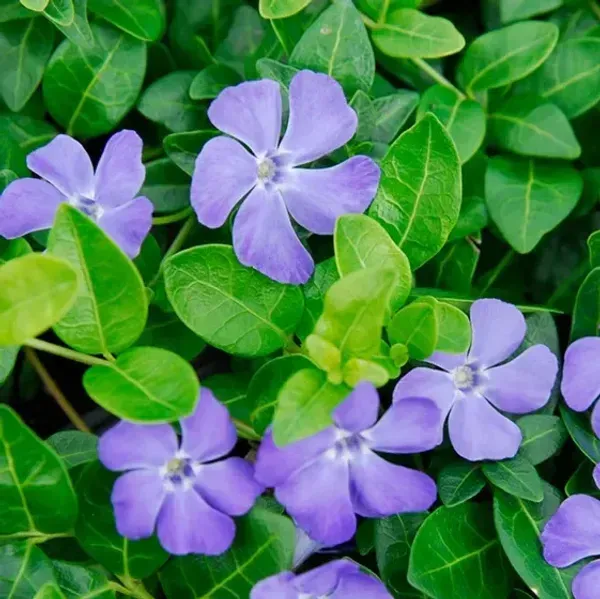 Vinca_Sadabahar_Flower_Plant_Light_Blue