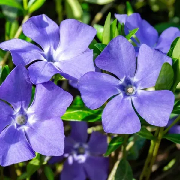 Vinca_Sadabahar_Flower_Plant_Light_Blue