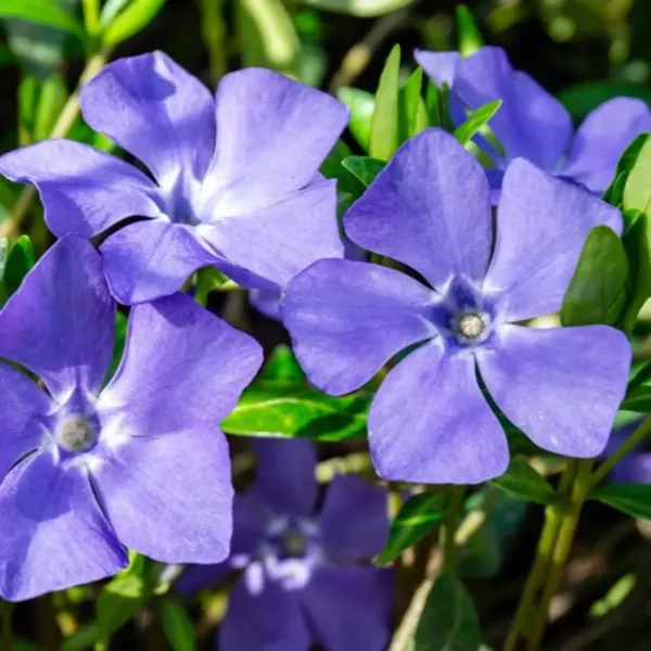 Vinca_Sadabahar_Flower_Plant_Light_Blue