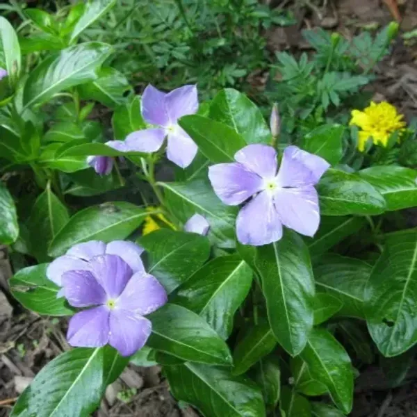 Vinca_Sadabahar_Flower_Plant_Light_Blue