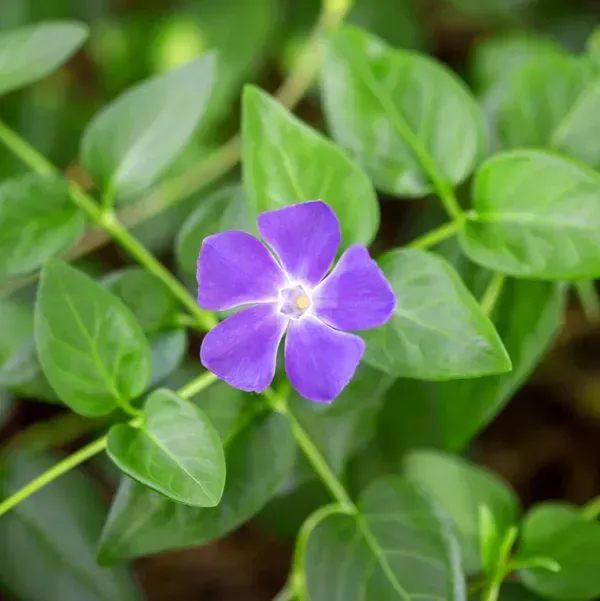 Vinca_Sadabahar_Flower_Plant_Light_Blue