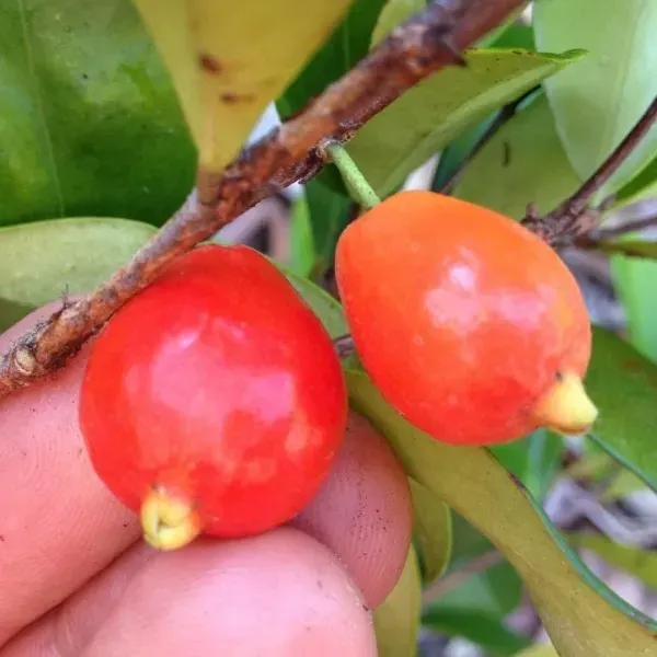 Cedar_Bay_Cherry_Grafted_Fruit_Plant
